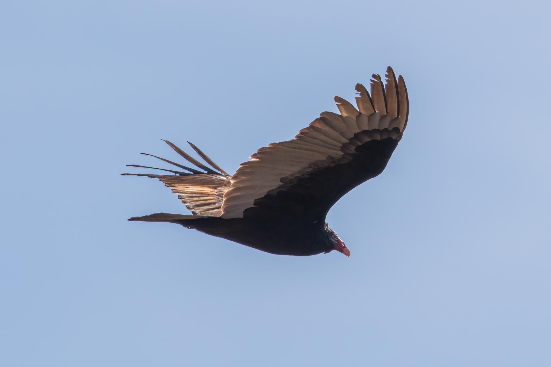 urubu-a-tete-rouge-turkey vulture